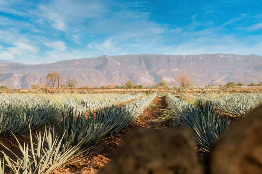 The Influence of the Environment on Tequila’s Flavour